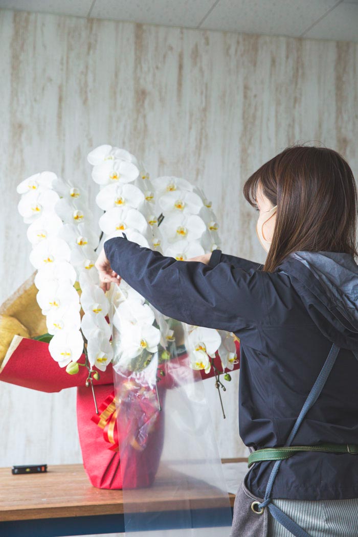 胡蝶蘭 大輪 36輪～39輪 3本立ち 白の写真7枚目