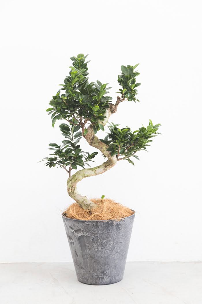 観葉植物 ガジュマル（8号鉢）の写真1枚目