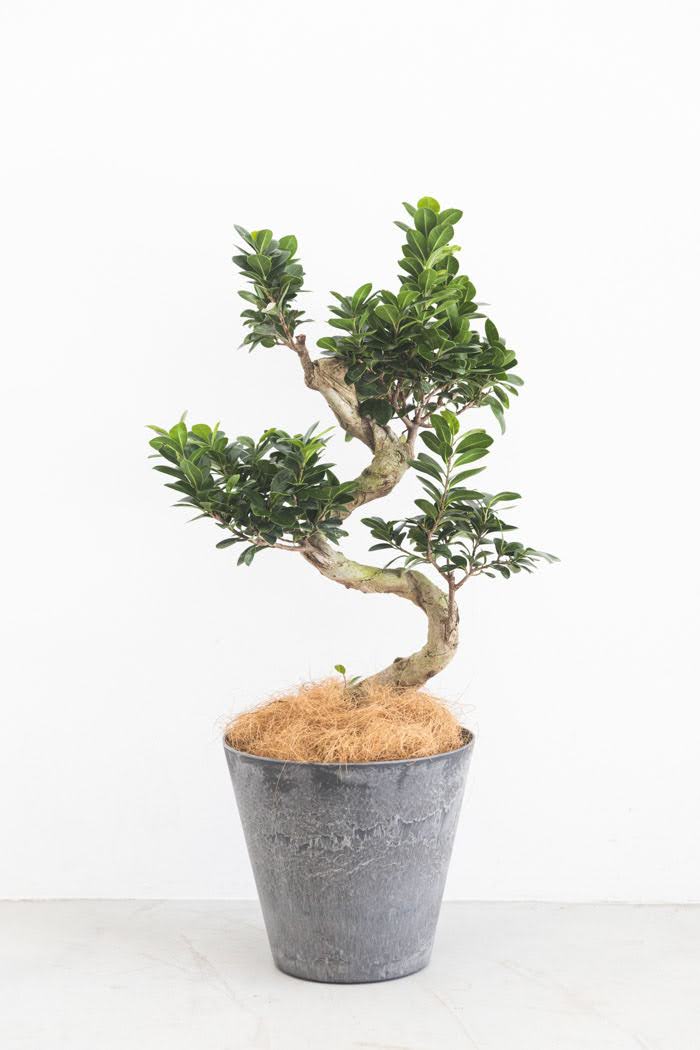 観葉植物 ガジュマル（8号鉢）の写真3枚目