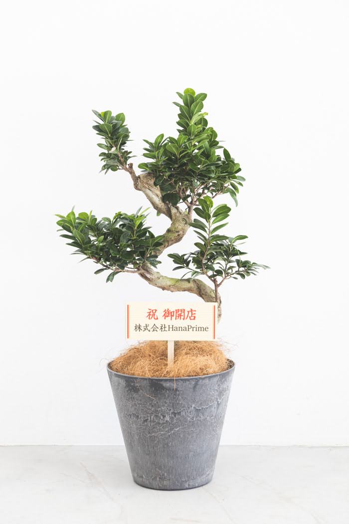 観葉植物 ガジュマル（8号鉢）の写真2枚目