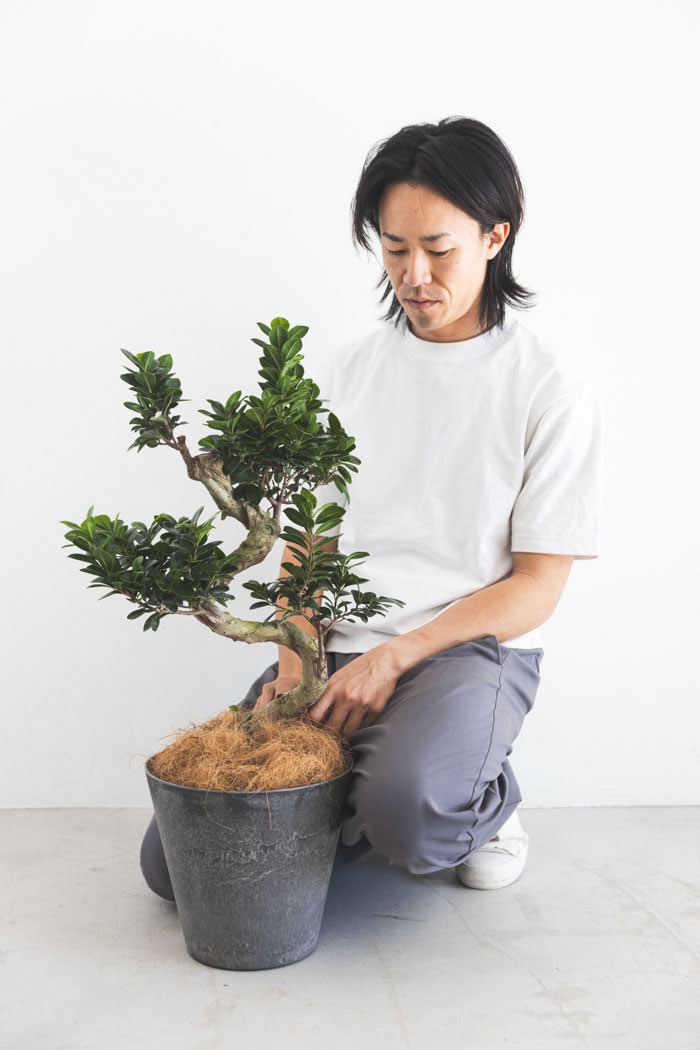 観葉植物 ガジュマル（8号鉢）