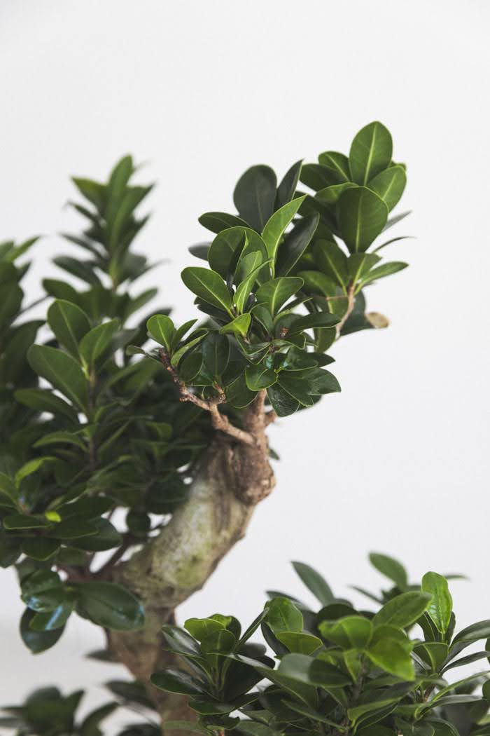 観葉植物 ガジュマル（8号鉢）｜HanaPrime（ハナプライム）