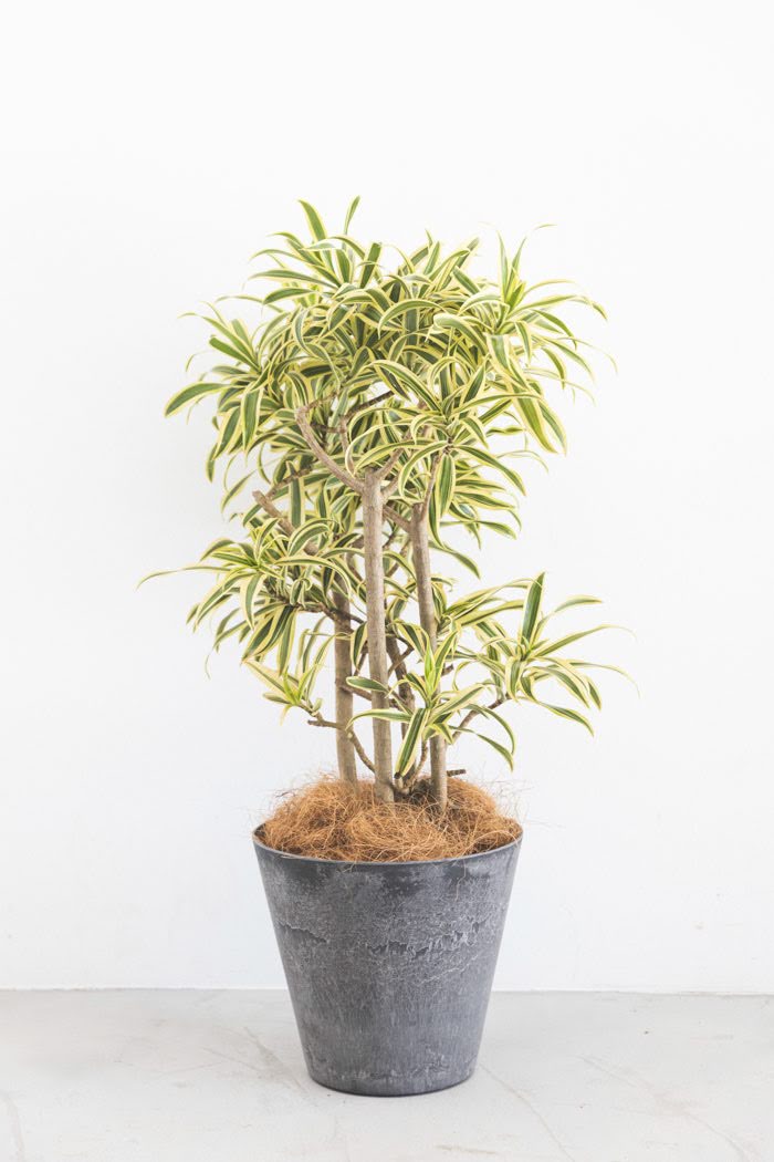 観葉植物 ドラセナ ソングオブインディア（6号鉢）の写真1枚目
