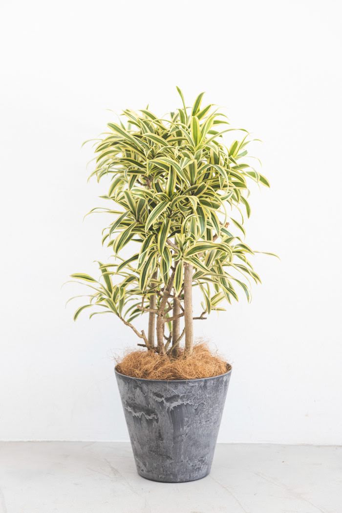 観葉植物 ドラセナ ソングオブインディア（6号鉢）の写真2枚目