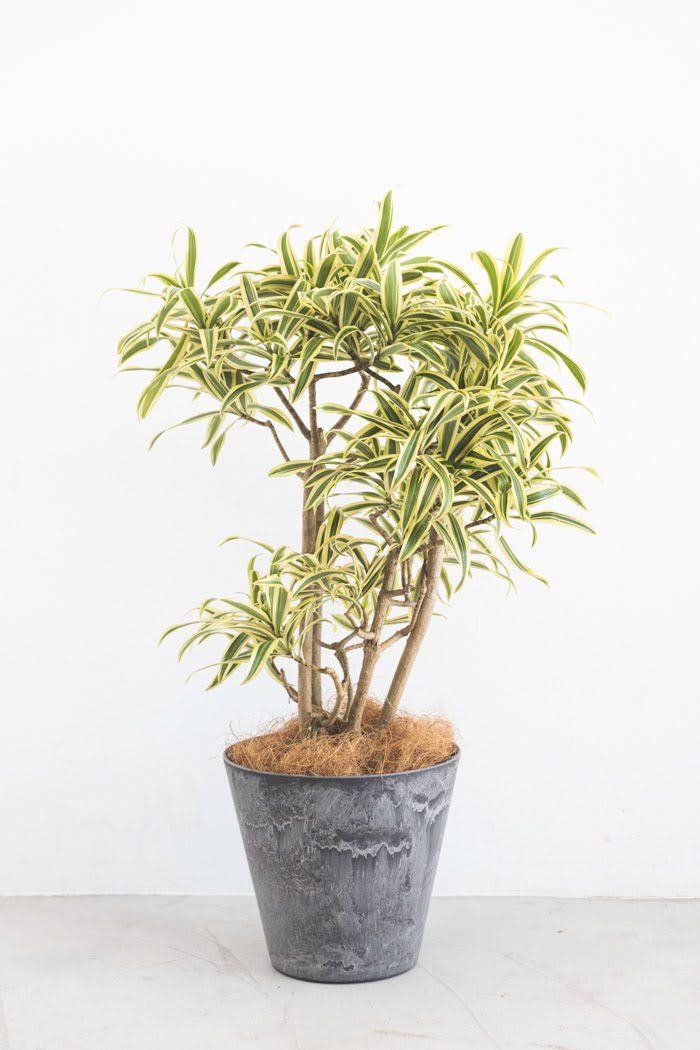 観葉植物 ドラセナ ソングオブインディア（6号鉢）の写真4枚目