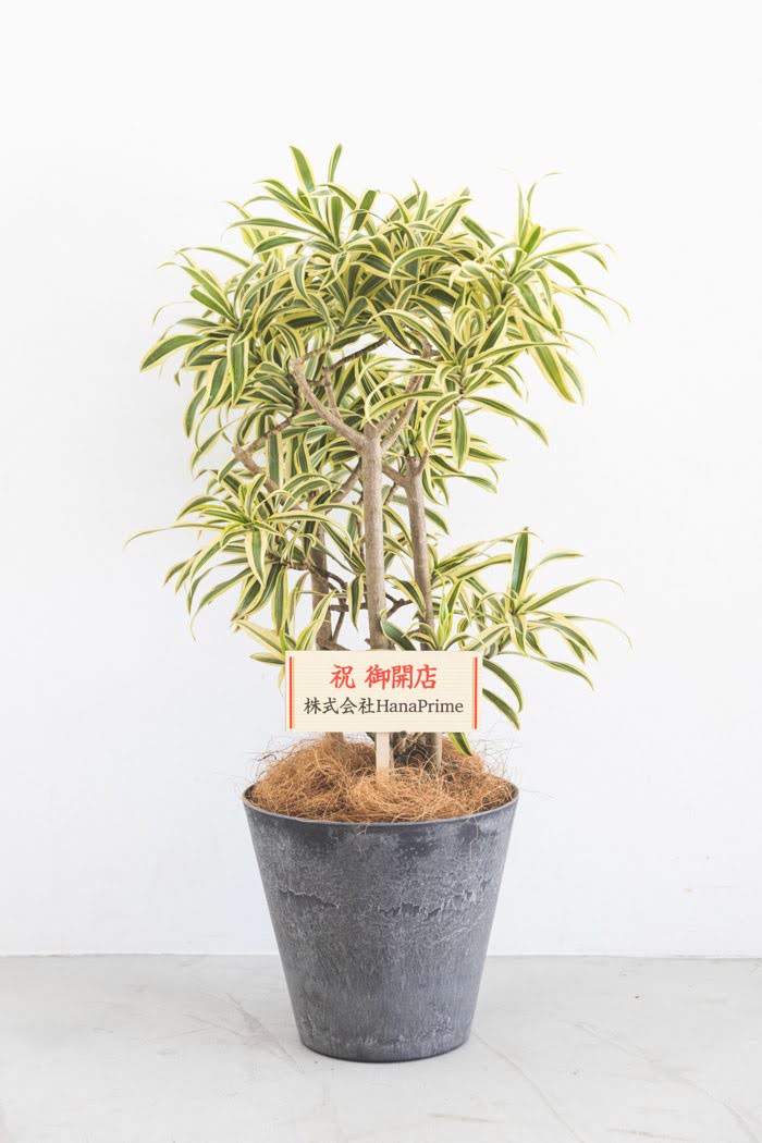観葉植物 ドラセナ ソングオブインディア（6号鉢）｜HanaPrime（ハナ