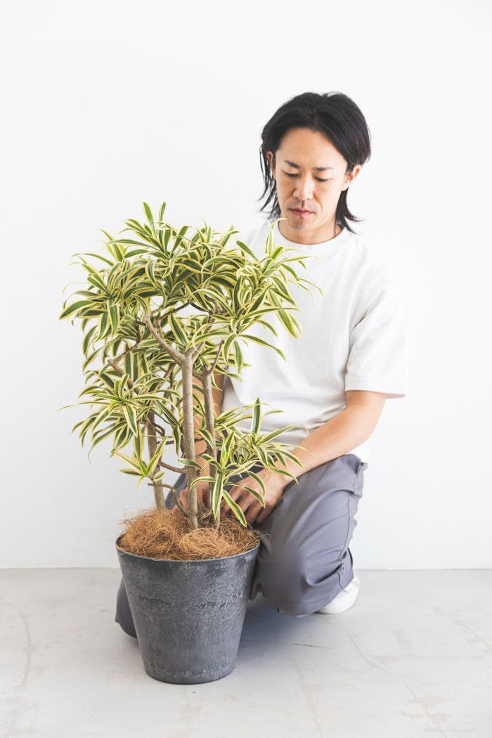 観葉植物 ドラセナ ソングオブインディア（6号鉢）