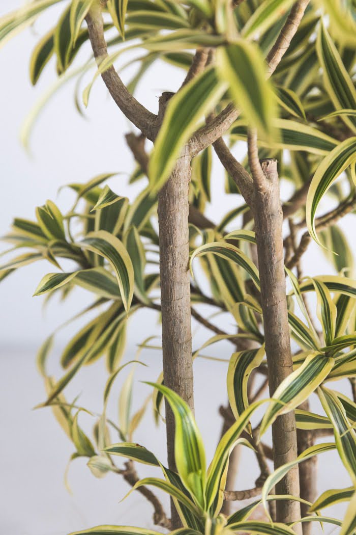 観葉植物 ドラセナ ソングオブインディア（6号鉢）の写真7枚目
