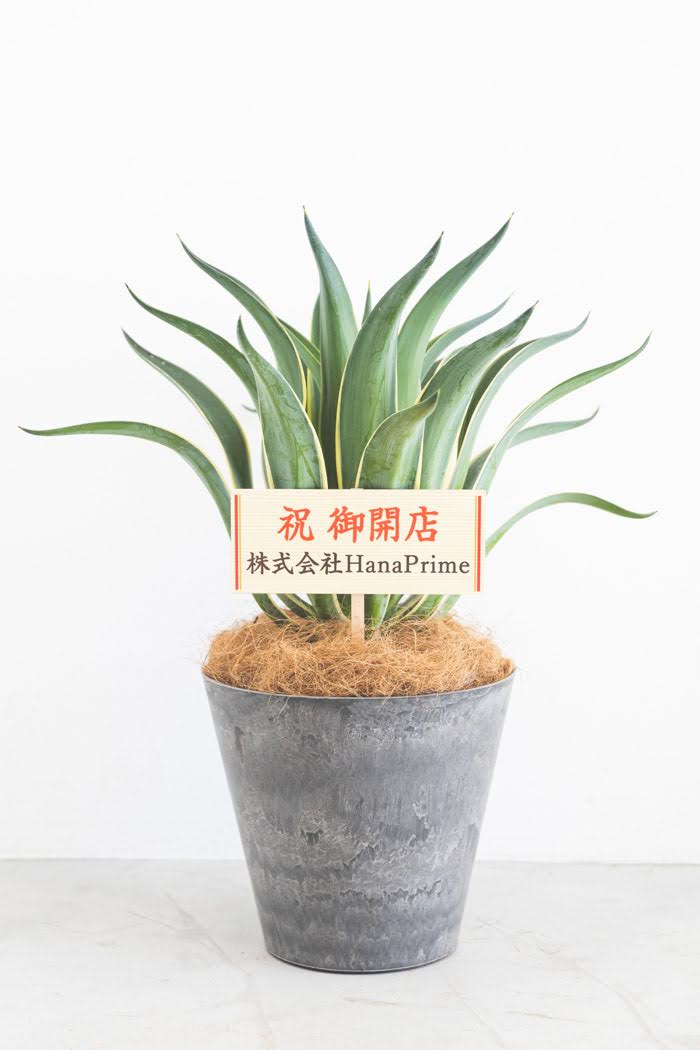 観葉植物 アガベ ベネズエラ（8号鉢）の写真3枚目