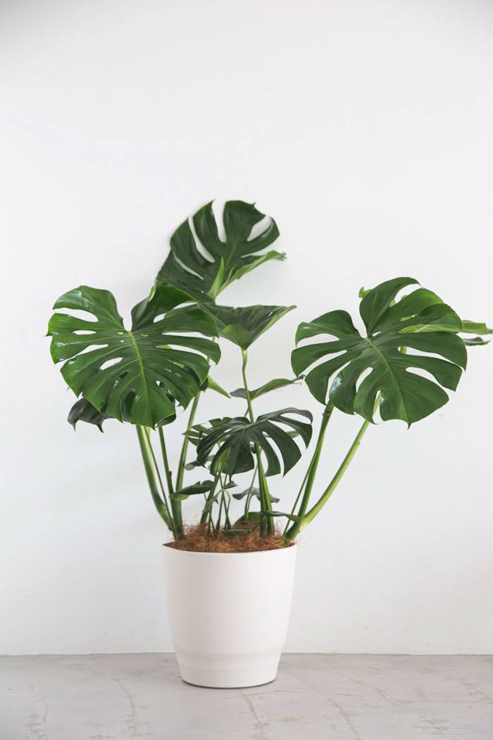 観葉植物 モンステラ