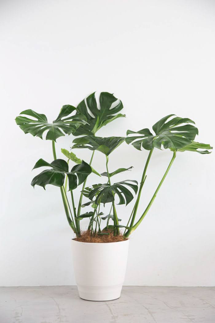 観葉植物 モンステラ（10号鉢）の写真3枚目