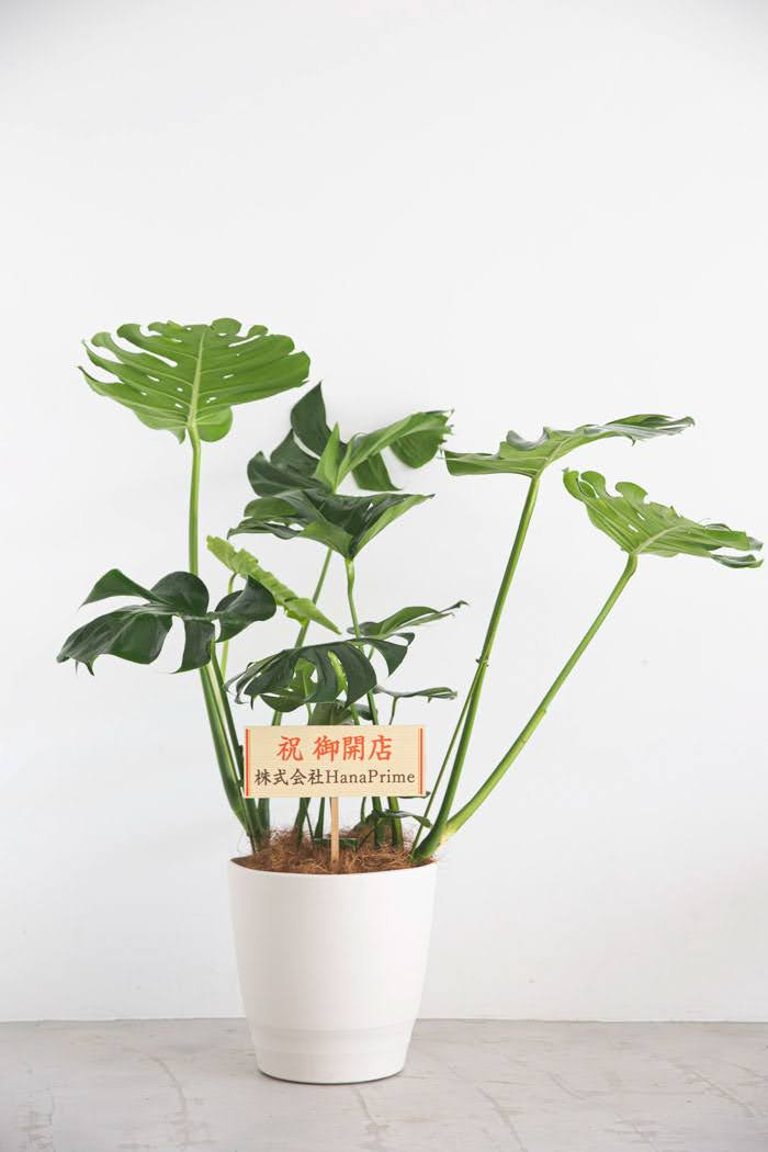観葉植物 モンステラ（10号鉢）の写真2枚目