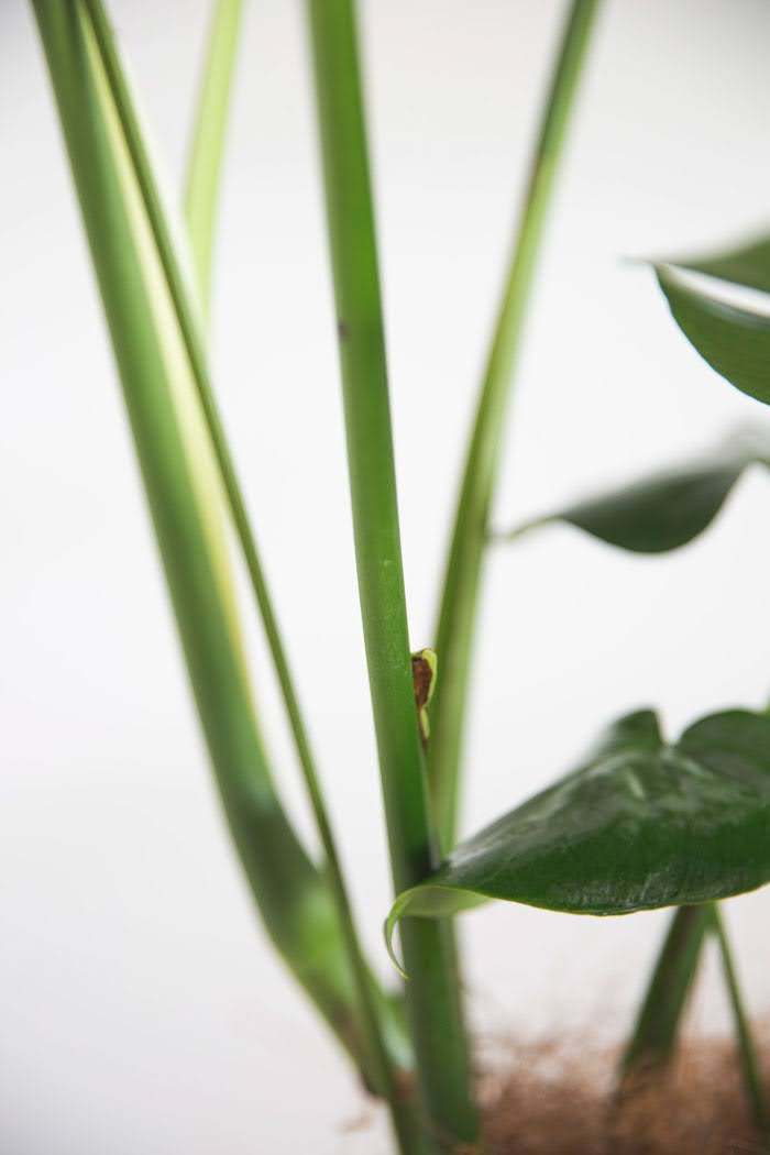 観葉植物 モンステラ(10号鉢)|HanaPrime(ハナプライム) 観葉植物 モンステラ(10号鉢)|HanaPrime(ハナプライム)