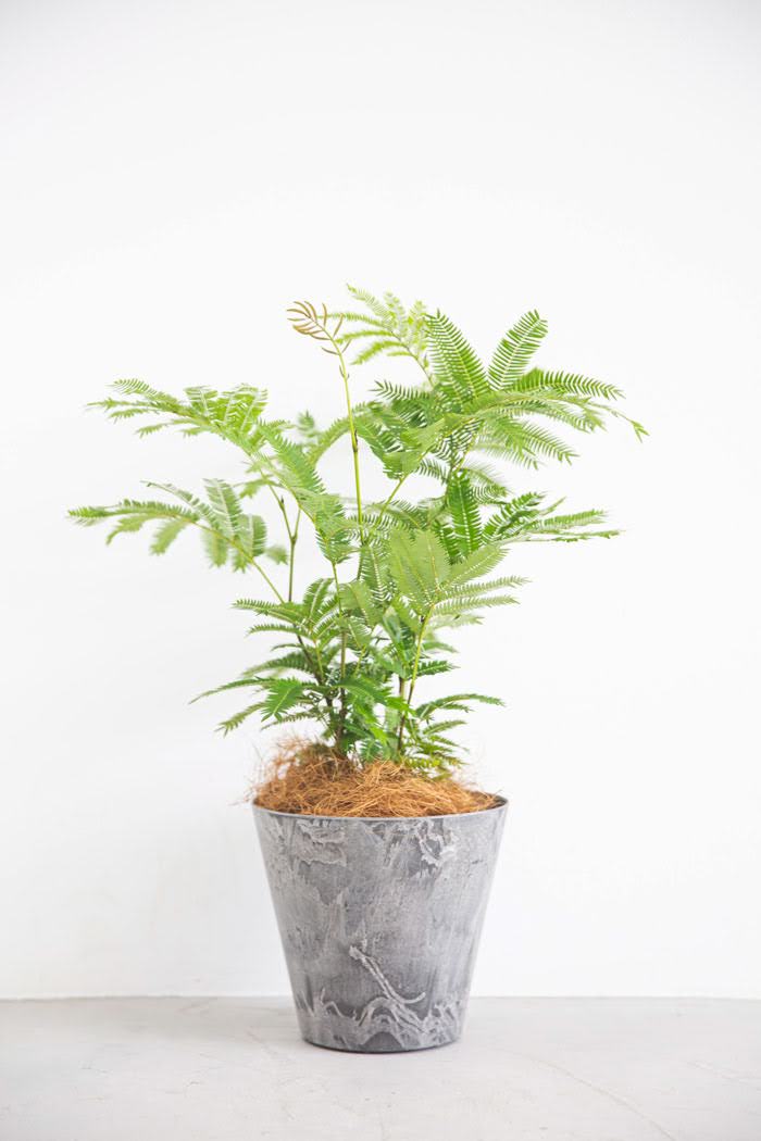 観葉植物）エバーフレッシュ ６号（１鉢） - 観葉植物