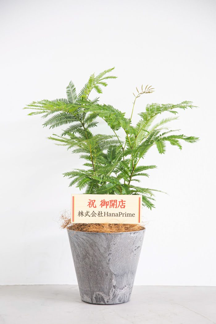 観葉植物 エバーフレッシュ（6号鉢）