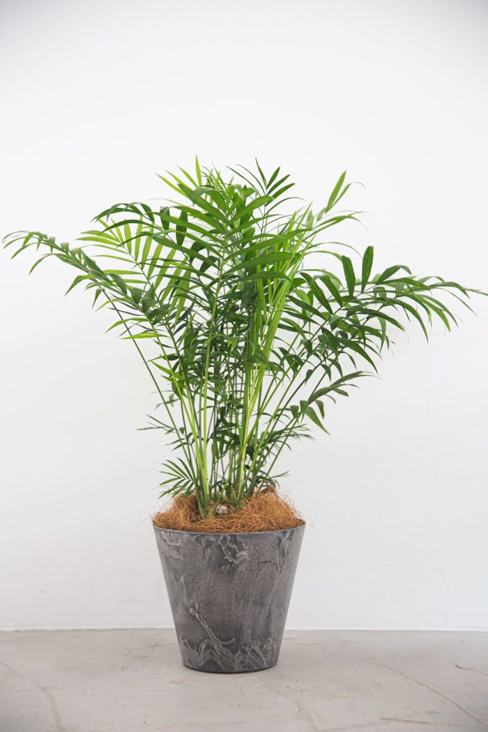 観葉植物 テーブルヤシ