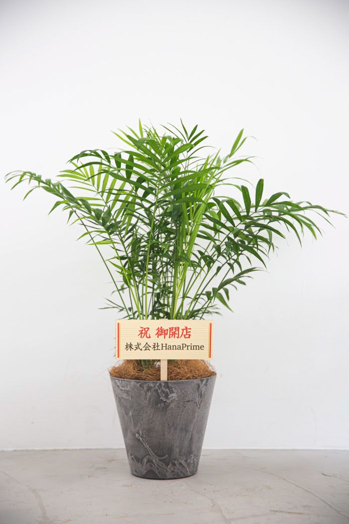 観葉植物 テーブルヤシ（6号鉢）