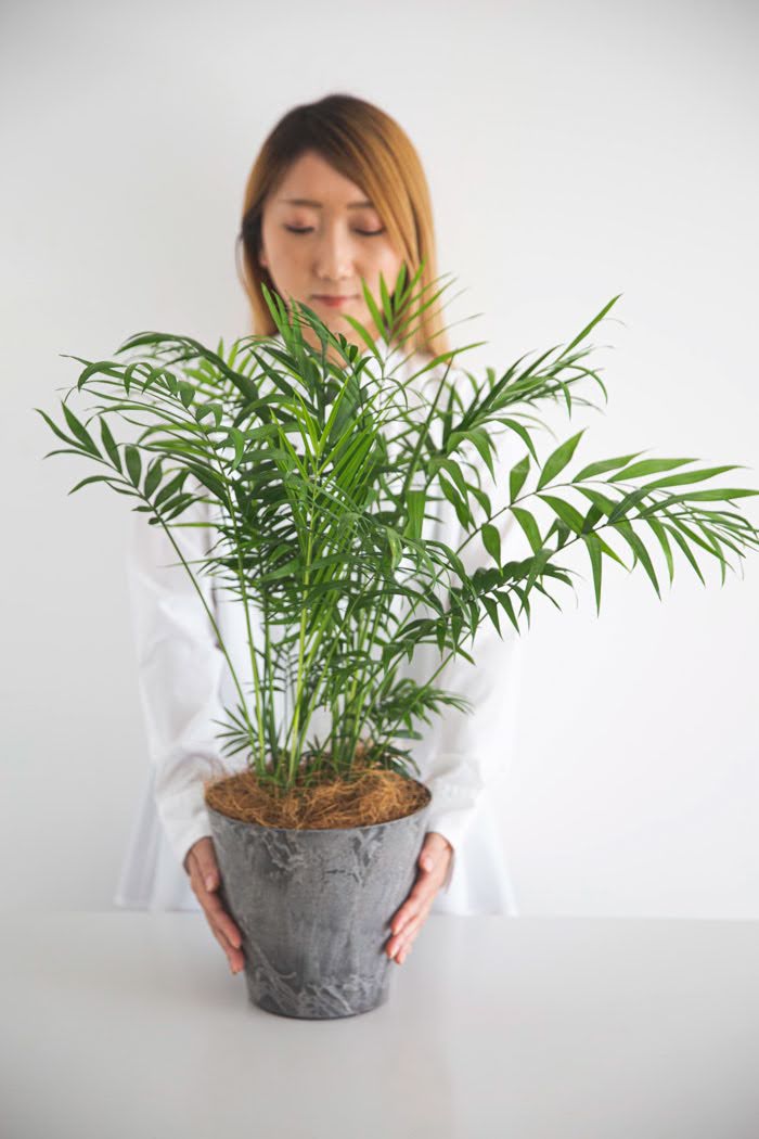 観葉植物 テーブルヤシ（6号鉢）｜HanaPrime（ハナプライム）