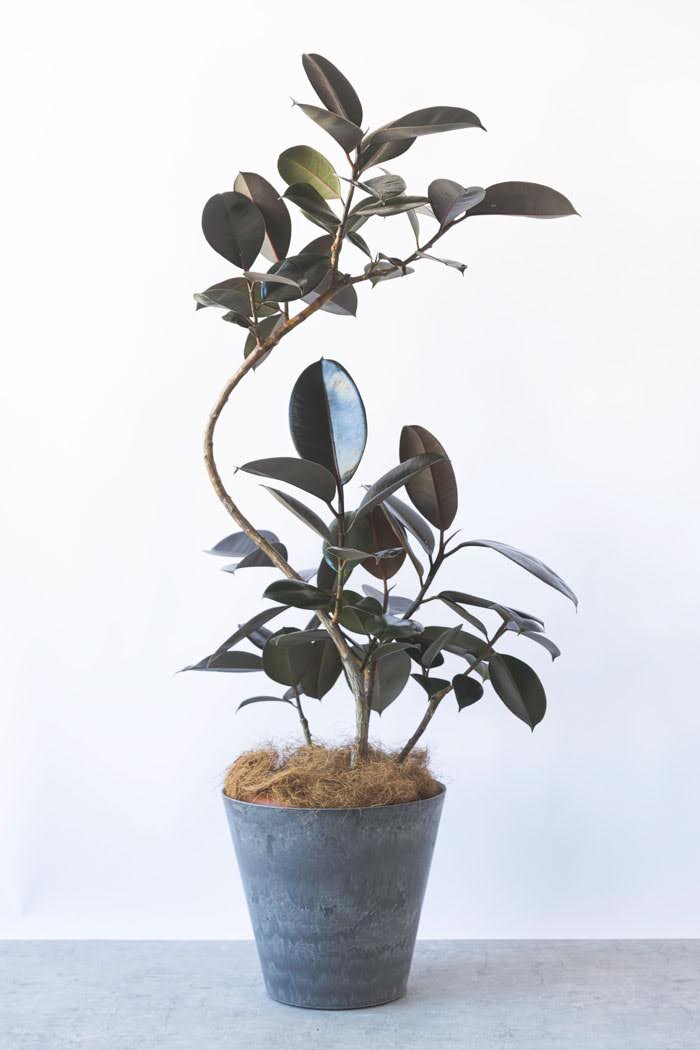 観葉植物 フィカス バーガンディ曲がり（8号鉢）の写真1枚目