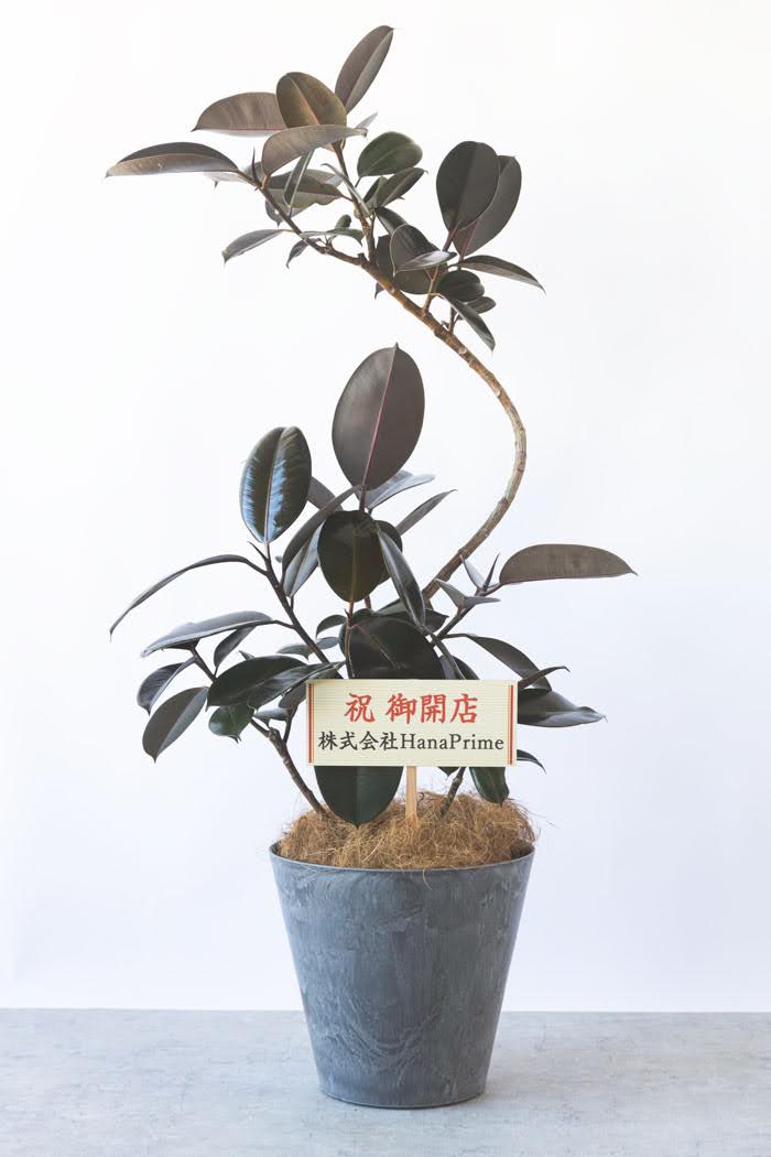 観葉植物 フィカス バーガンディ曲がり（8号鉢）