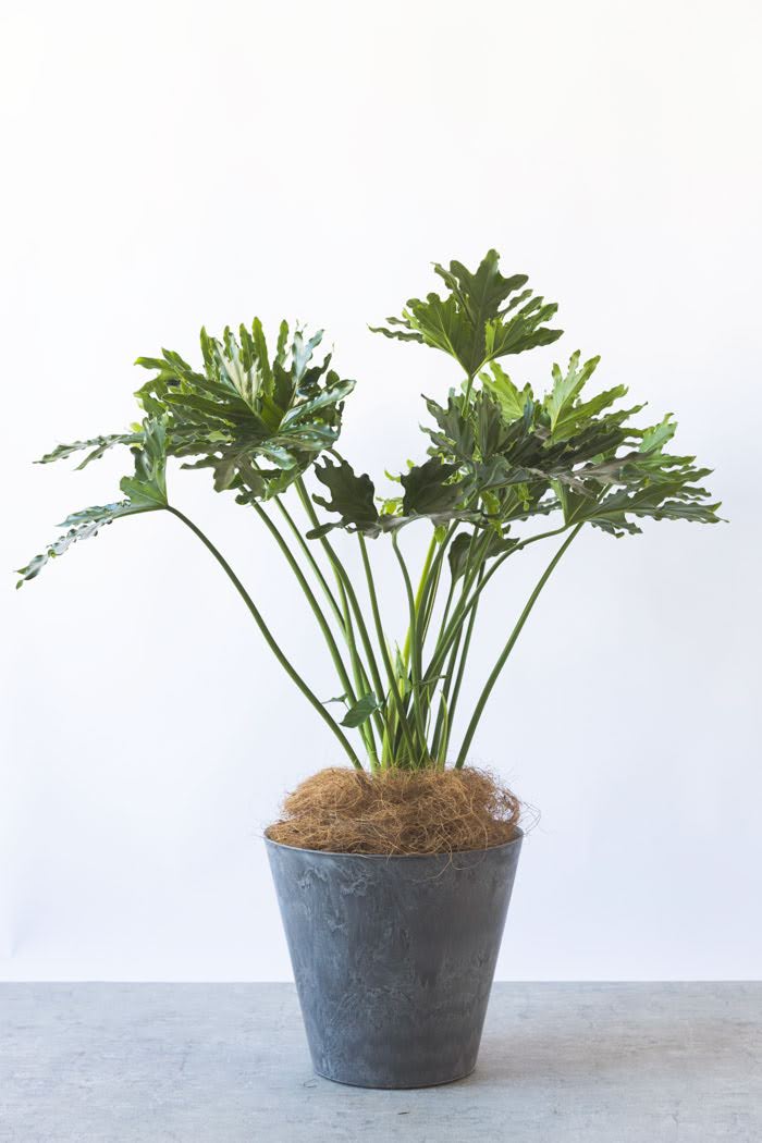 観葉植物 フィロデンドロン ホープ（8号鉢）