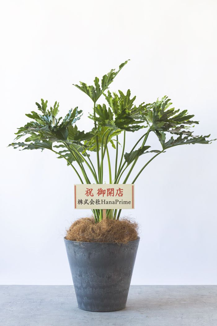 観葉植物 フィロデンドロン ホープ（8号鉢）｜HanaPrime（ハナプライム）