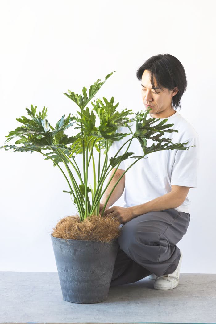 観葉植物 フィロデンドロン ホープ（8号鉢）｜HanaPrime（ハナプライム）