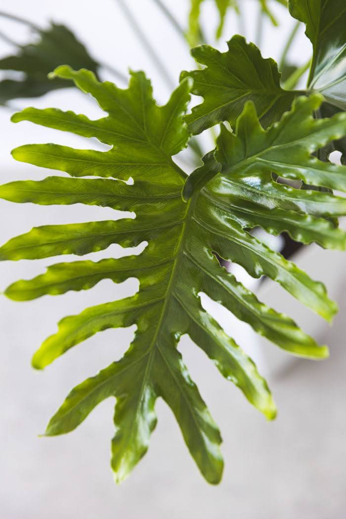 観葉植物 フィロデンドロン ホープ(8号鉢)の写真5枚目