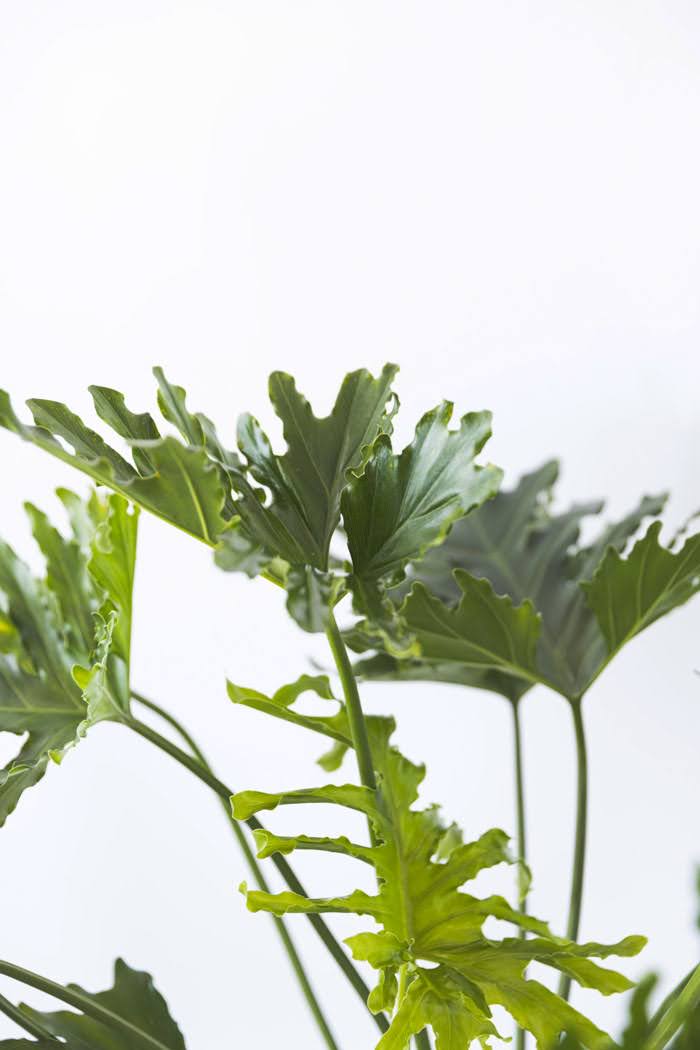 観葉植物 フィロデンドロン ホープ(8号鉢)の写真6枚目