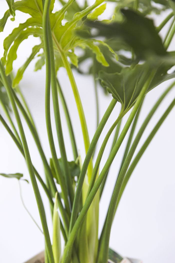 観葉植物 フィロデンドロン ホープ(8号鉢)の写真7枚目