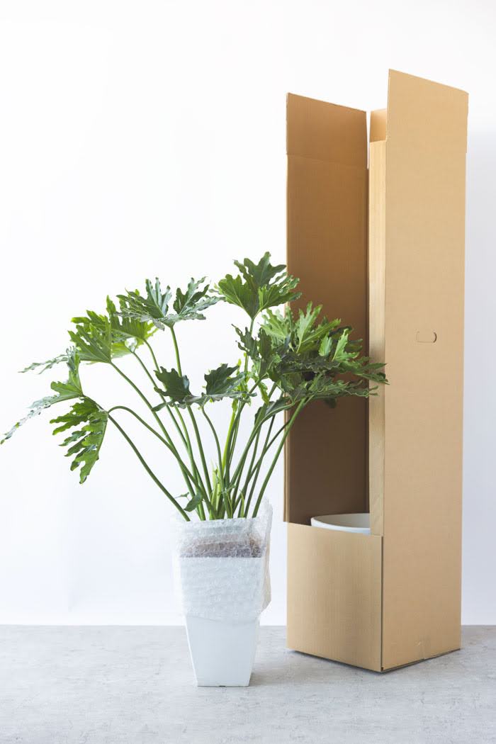 観葉植物 フィロデンドロン ホープ(8号鉢)の写真9枚目