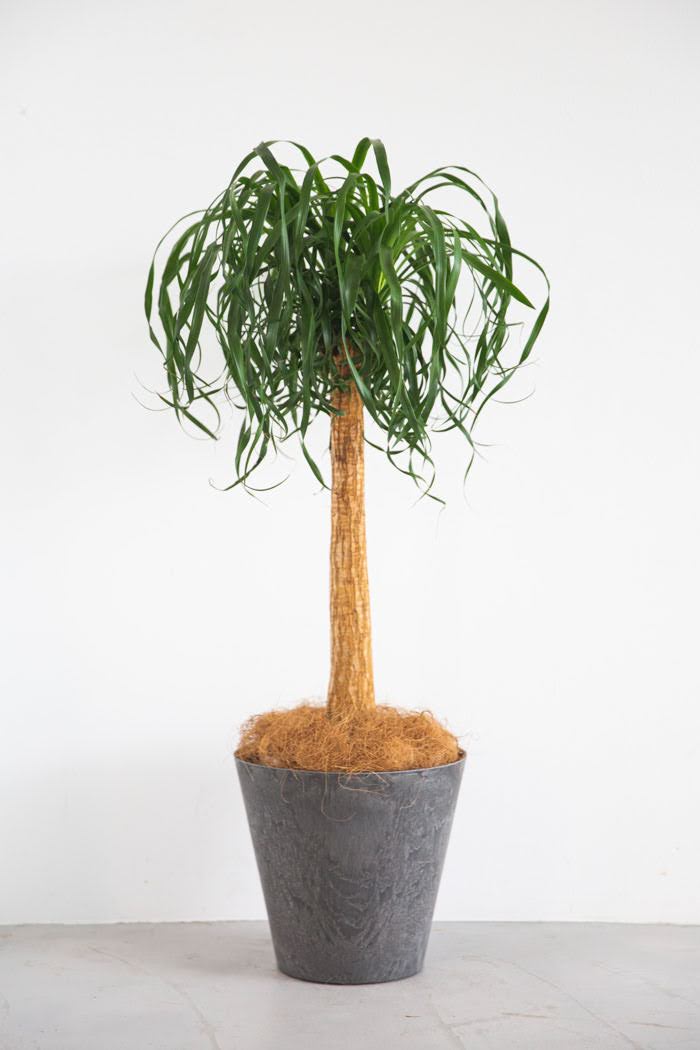 観葉植物 トックリランポニーテール（8号鉢）