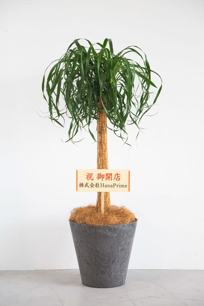 観葉植物 トックリラン ポニーテール（8号鉢）