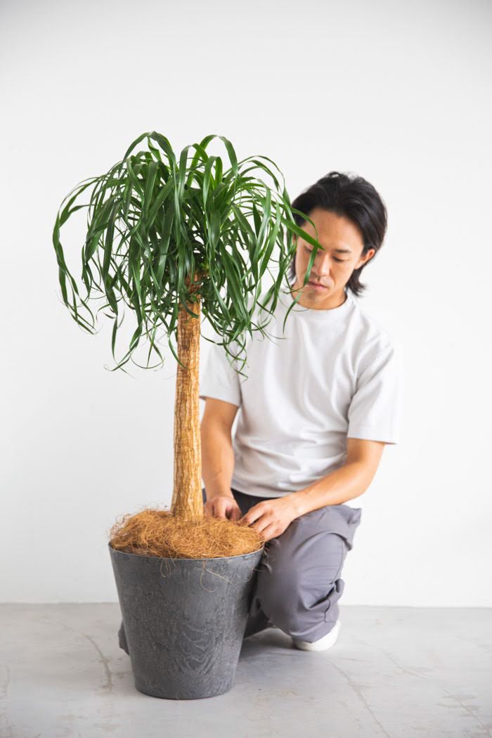 観葉植物 トックリランポニーテール（8号鉢）の写真3枚目