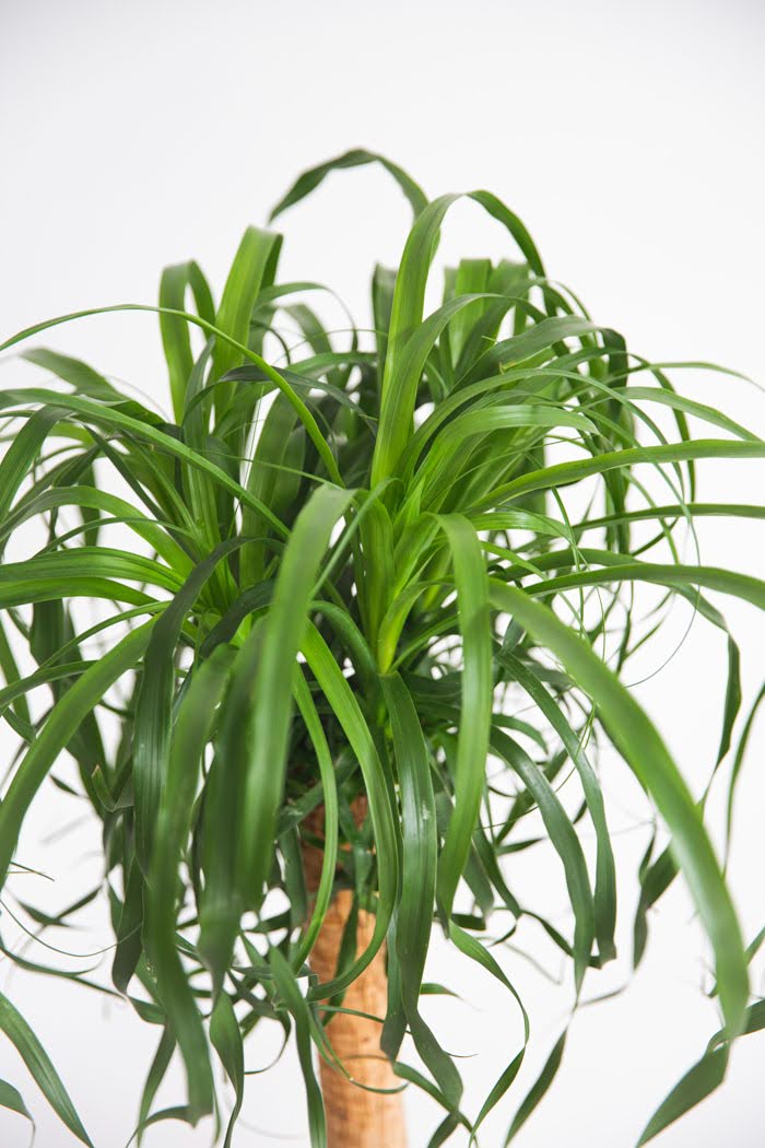 観葉植物 トックリラン ポニーテール（8号鉢）の写真4枚目