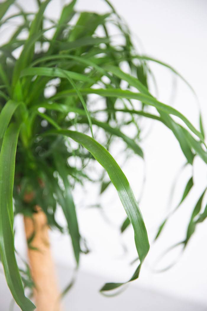 観葉植物 トックリラン ポニーテール（8号鉢）の写真5枚目