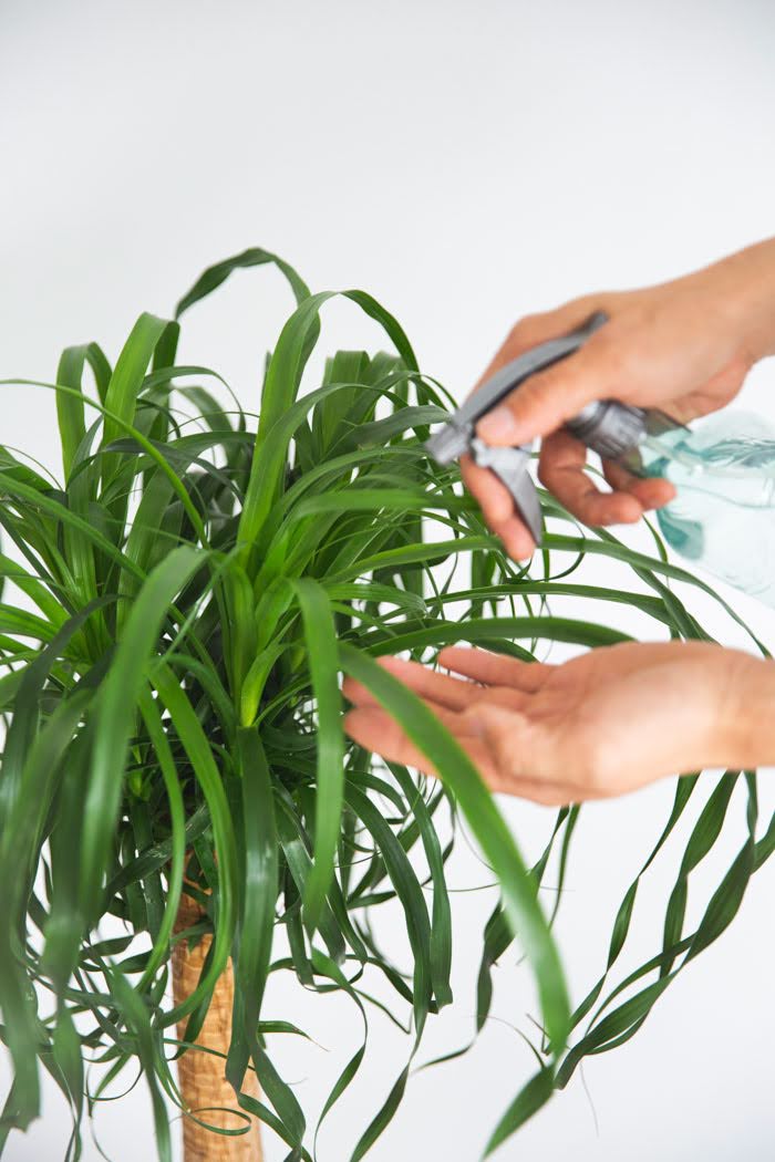 観葉植物 トックリラン ポニーテール（8号鉢）の写真6枚目