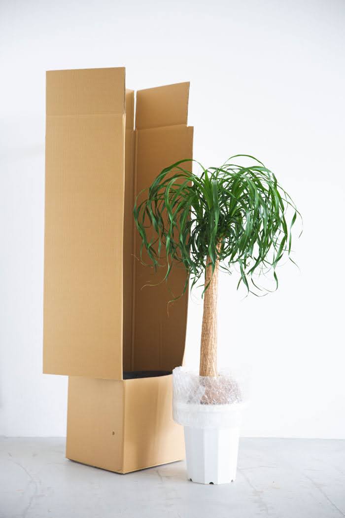 観葉植物 トックリランポニーテール(8号鉢)|HanaPrime(ハナ 観葉植物 トックリランポニーテール(8号鉢)|HanaPrime(ハナ
