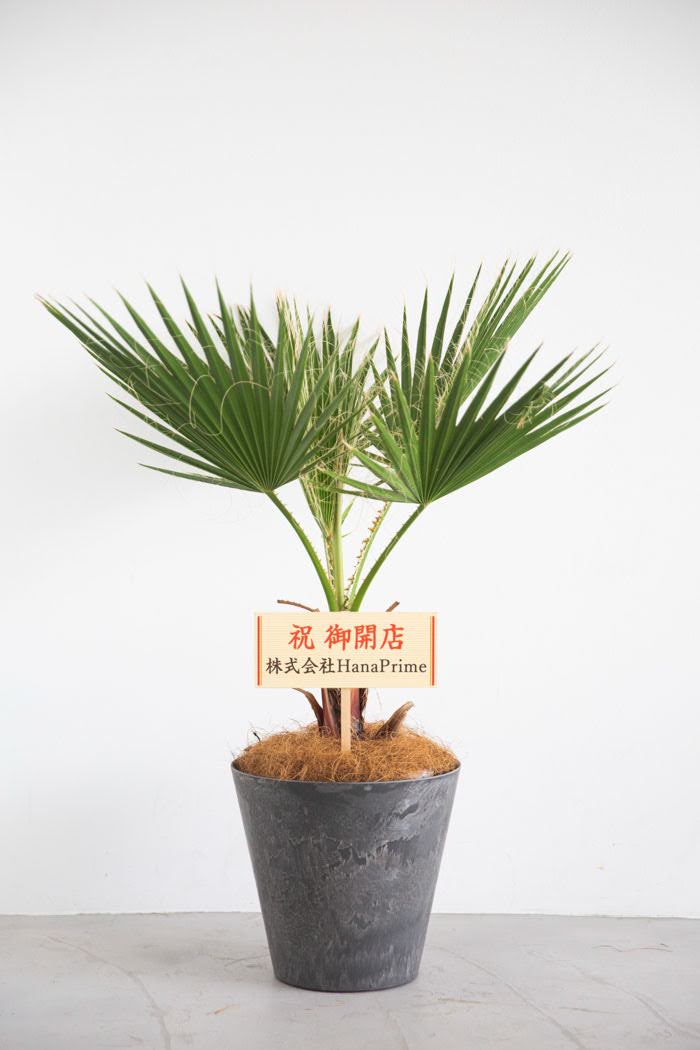 さくさくパンダ　ワシントンヤシ　8号鉢つき　ドワーフ？ さくさくパンダ ワシントンヤシ 8号鉢つき ドワーフ