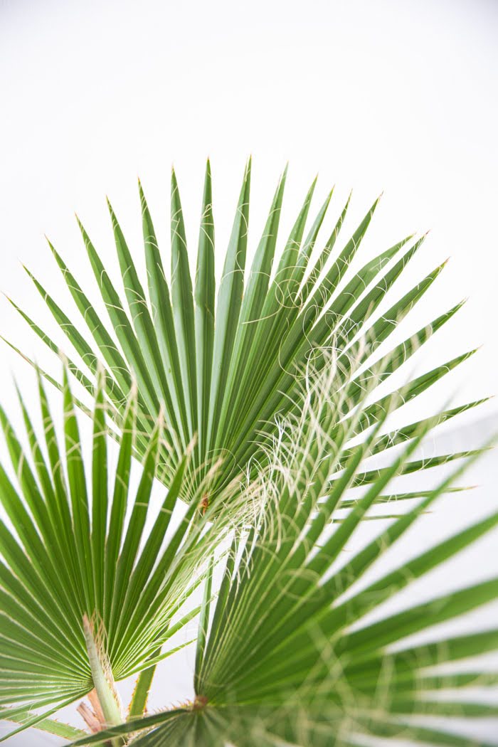 観葉植物 ワシントニア（8号鉢）｜HanaPrime（ハナプライム）