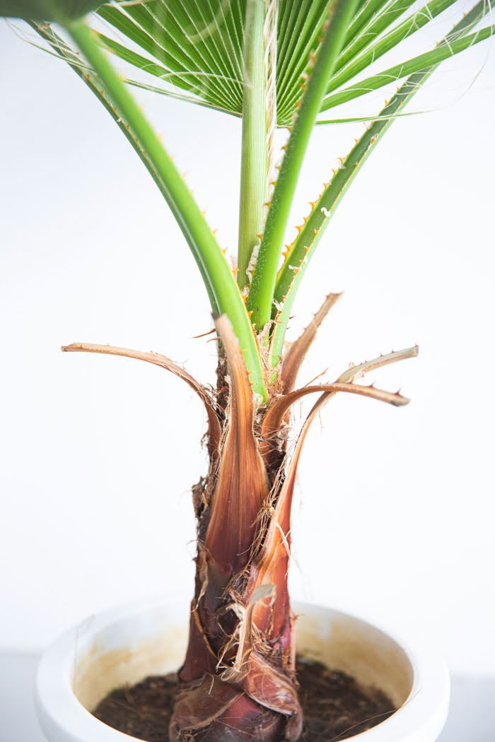 観葉植物 ワシントニア（8号鉢）｜HanaPrime（ハナプライム）