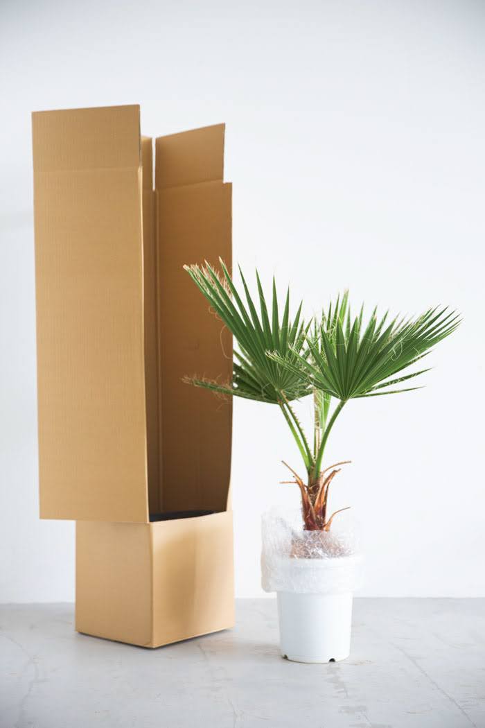 観葉植物 ワシントニア（8号鉢）｜HanaPrime（ハナプライム）