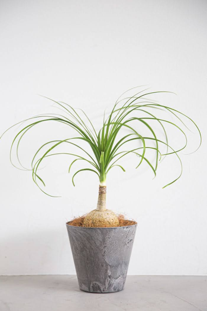 観葉植物 トックリラン（6号鉢）