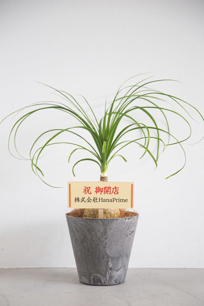 観葉植物 トックリラン（6号鉢）｜HanaPrime（ハナプライム）