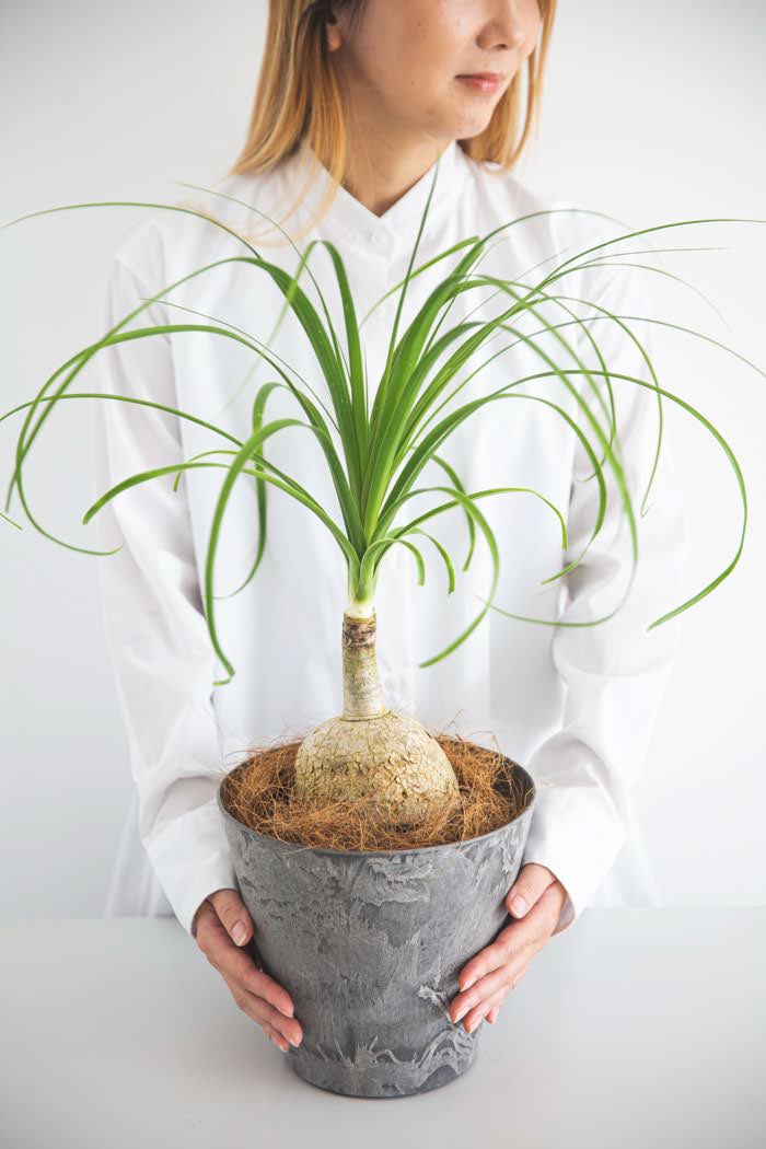 観葉植物 トックリラン（6号鉢）｜HanaPrime（ハナプライム）