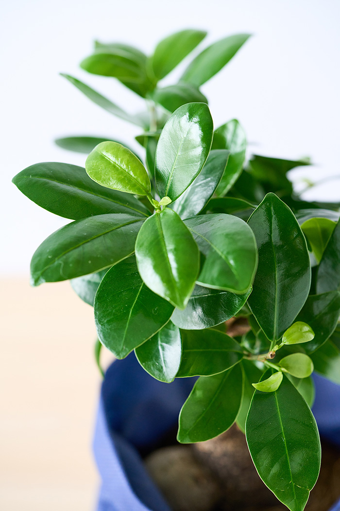 父の日 ギフト 観葉植物 ガジュマル Sサイズの写真2枚目