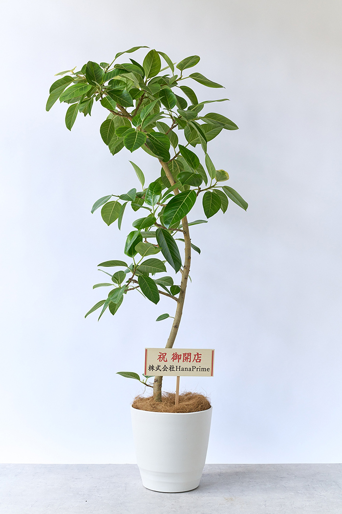 観葉植物 フィカス アルテシマ 曲がり（10号鉢）