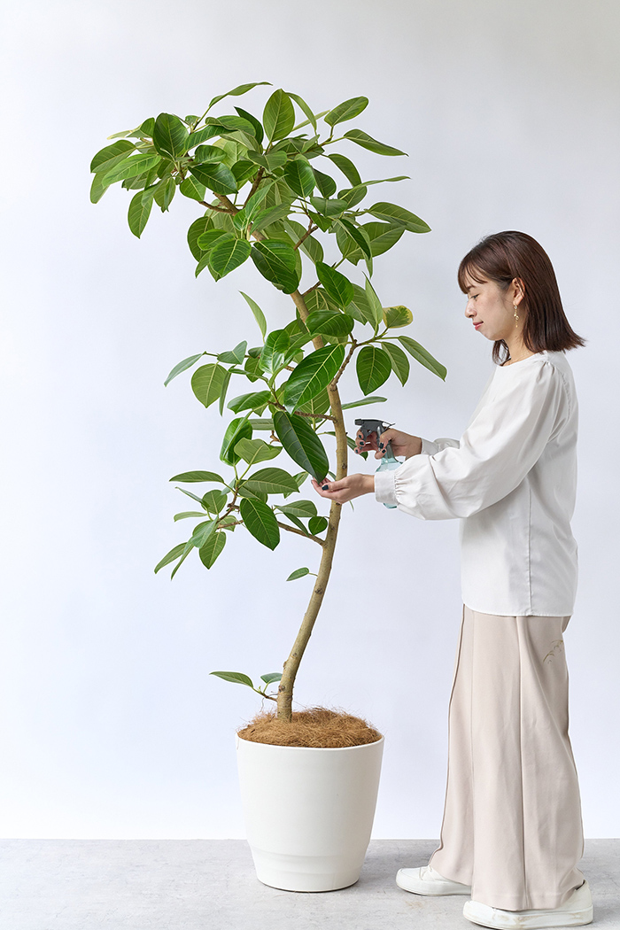 観葉植物 フィカス アルテシマ 曲がり（10号鉢）の写真3枚目