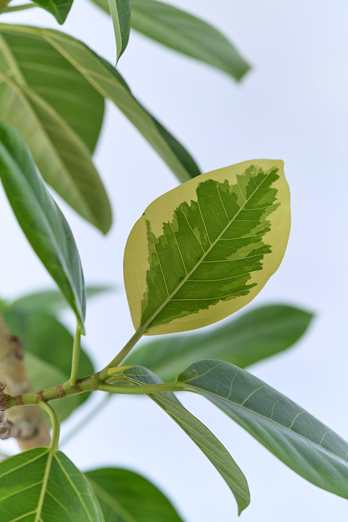 観葉植物 フィカス アルテシマ 曲がり（10号鉢）の写真5枚目