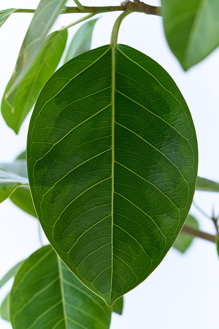 観葉植物 フィカス アルテシマ 曲がり（10号鉢）の写真6枚目